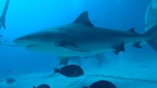 Diving with Bull Sharks - Playa del Carmen