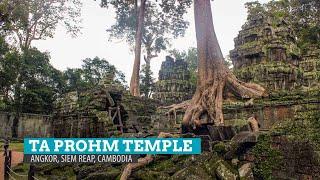 Ta Prohm Temple - Siem Reap, Cambodia - March 2022