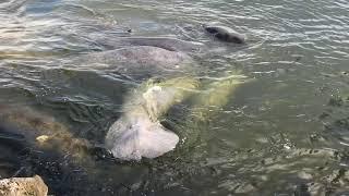 Mystic Manatease  A desperate Miami manatee rescue with an unexpected twist.