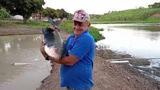 OLHA O PRIMEIRO PEIXE GIGANTE, QUE EU COLOQUEI NO LAGO.!!!!