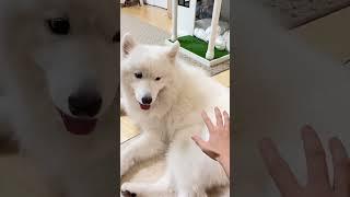 The Reason Why You Shouldn't Touch A Samoyed