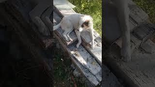 White Stray dog relaxing in early morning sunshine | Mountain Village | Nature Buddies #shortsfeed