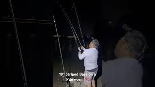 19” Striped Bass on a Pileworm 🪱 #fishing #stripedbass