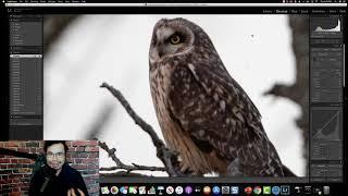 Bird and wildlife photography tutorial: Why Expose To The Right (ETTR) is so critical