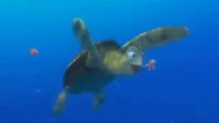 Finding Nemo: Fin, Noggin', Dude