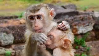 Two Poor Baby Monkeys Playing Near the Temple...mnkey cute LL ep267