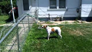 Mallory biting hose