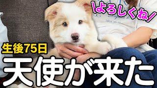 【お迎え初日】生後2か月半のボーダーコリーの子犬をお迎えしました！