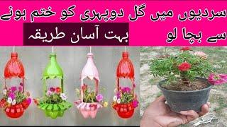 How to save portulaca cutting for next season | Gul dopehri care in winter | moss rose care