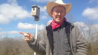 Episode #48. Greg Judy discusses tree swallows for fly control on livestock
