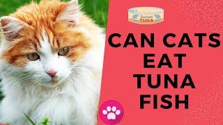 Can cats eat Tuna fish? | Can cats eat canned tuna? | Health benefits of cats consuming Tuna fish. |