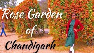 Rose Garden | Rose Garden Chandigarh | Rose Garden Chandigarh Tour | Chandigarh Tourist Places