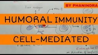 Humoral immunity and cell-mediated immunity