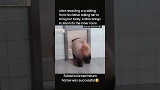 Fubao's forced return homel#fubao #success #return #home #aibao #pandaworld #hogar #maison #家 #panda