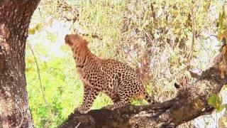 Kafunta River Lodge, South Luangwa, Zambia