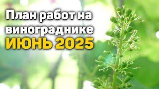 План работ на винограднике - ИЮНЬ 2025