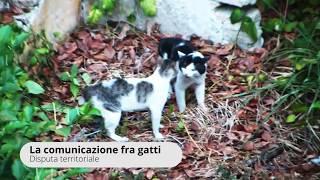 Disputa tra gatti HD