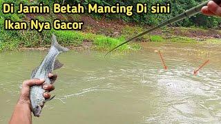 Umpan Gacor . . Di Jamin Betah Mancing Di SiniIkan Nilem Nya Babon Babon