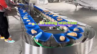 Automatic multifunctional weight sorting machine vegetables and fruits weight grading machine