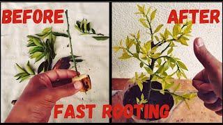 Banana rooting hormones - DIY