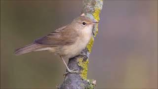 Great Reed and Reed Warblers Guess the bird #nature #birds #education #birdsounds #guessthebird