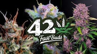 Best cultivars from 42 Fast Buds