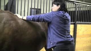 Osteopathic evaluation and treatment of castration scars adhesions in horses