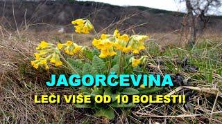 JAGORČEVINA - LEČI VIŠE Od 10 BOLESTI!