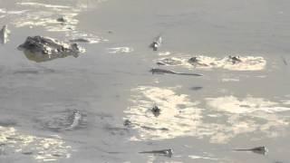 Air-breathing mudskippers  fish in a pond in Fujian