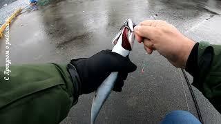 Воруют рыбу на рыбалке. Норвегия