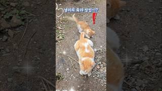 들냥이의 신박한 육아 방법~!? #잠시후 #들냥이 #아깽이