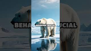 Polar Bears vs. Siberian Tigers: A Dominance Duel