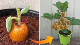 100% ! No one believes when breeding plants in this way | Relax Garden