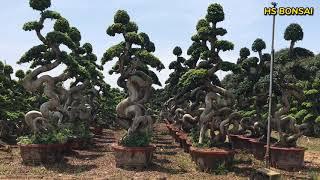 Overview of ficus bonsai from HS Bonsai Nursery