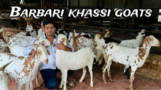 Barbari Bakro Ka Lot at Exotic Goat Farm, Padgha