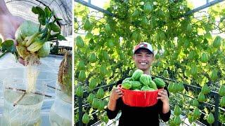 Growing Chayote from fruit bought at the supermarket, many fruits and easy