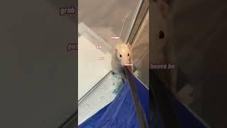 My Pet Rat Tries To Jump On Top Of A Tent