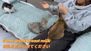 So funny and cute!The cat crawled into my arms and wanted to drink milk.Cute animal video