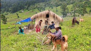 mountains life Nepal |Raining working of the snow full & organic food is the season Nepal .
