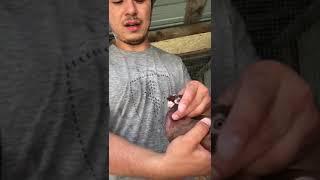 Узбекские двухчубые. Летно-игровые голуби. Руян красный.