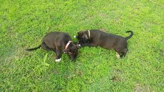 American Bully Dog Puppy|KunalKirtiwithNature