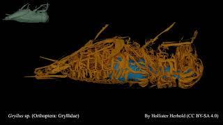 Field cricket - Gryllus sp. (Orthoptera: Gryllidae) trachea