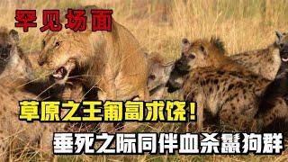 罕見的多種動物生死鬥的場面，如獅子VS鬣狗、水牛，獵犬VS美洲獅等| 動物世界，鬣狗群殴狮子，草原之王匍匐求饶！