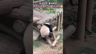 #후이바오 #Huibao #아이바오 #판다 #자이언트판다 #에버랜드 #쌍둥이판다 #giantpanda #babypanda #panda #everland  #大熊猫 #熊猫