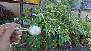 How To Make Baking Soda Pesticide and Fungicide Spray - Gardening Tips