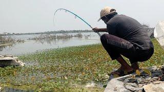 unbelievable fishing|catching rohu fish and black rohu |with signal hook