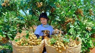 Full Video: Harvesting Sugar Longan Fruit Goes To Market Sell - Gardening, Farm, Cooking | Tieu Lien