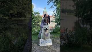 Just married  #wedding #justmarried #couple #dog #samoyed