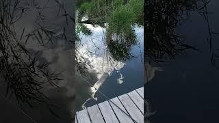 #fishing #запорожье #гадка#дом #украина #поплавок