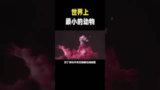 科普：世界上最小的动物有哪些？